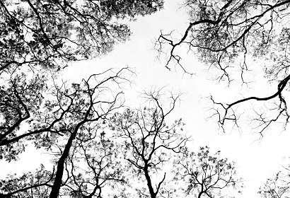 Čiernobiela fototapeta Konáre stromov 1309